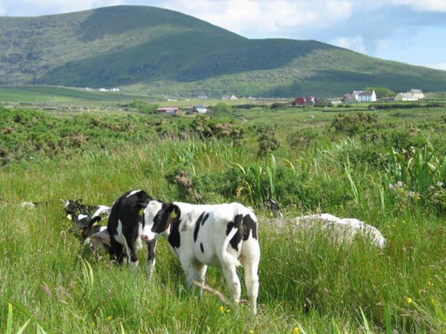 Ballydavid Coill An Rois B&B מראה חיצוני תמונה
